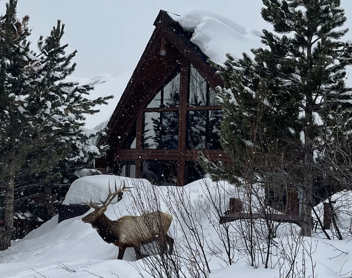 A snowy lodge with a group of elks wandering the property, surrounded by snow-laden trees. The winter setting is serene, highlighting unique opportunities for wildlife encounters and the lodge's immersion in a natural winter landscape.